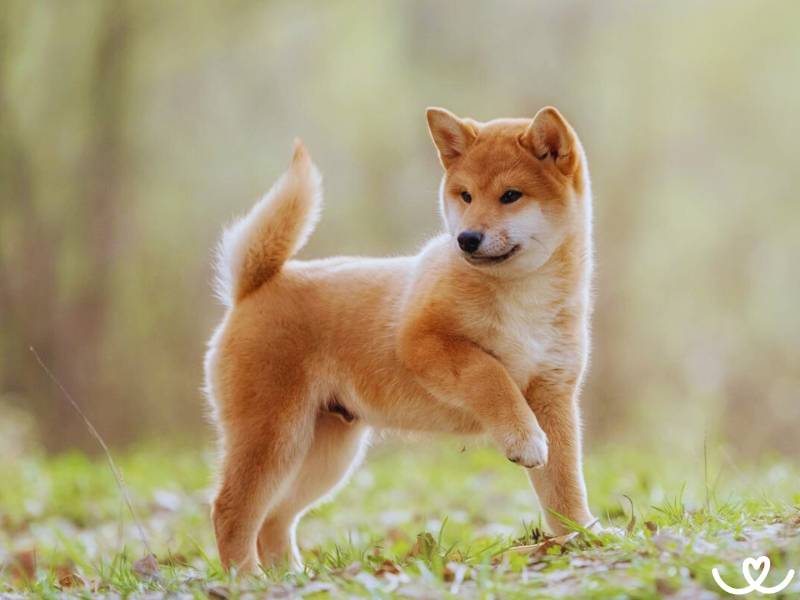 Psi-plemeno-shiba-inu (8)